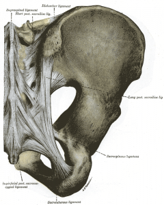 pelvis from the back.