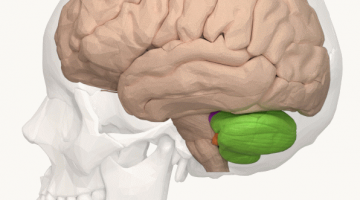 The Cerebellum