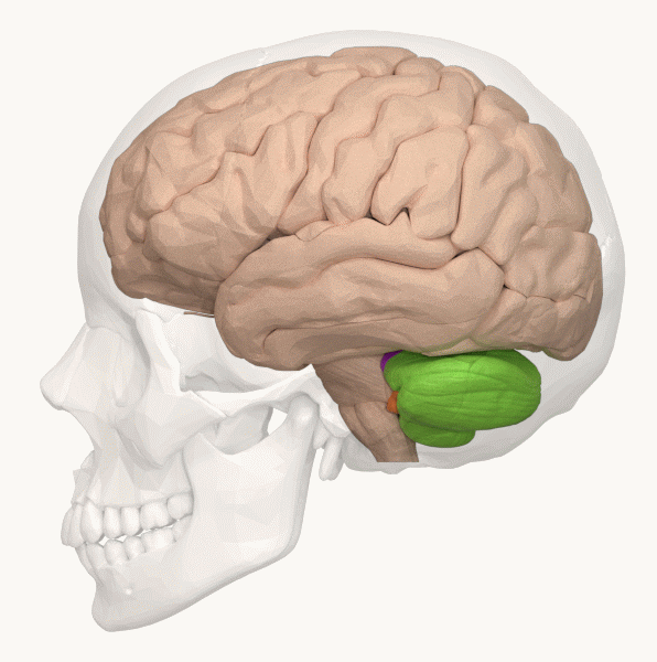 The Cerebellum – body movement, emotions, thinking and learning.