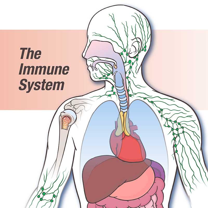 immune system function presentation