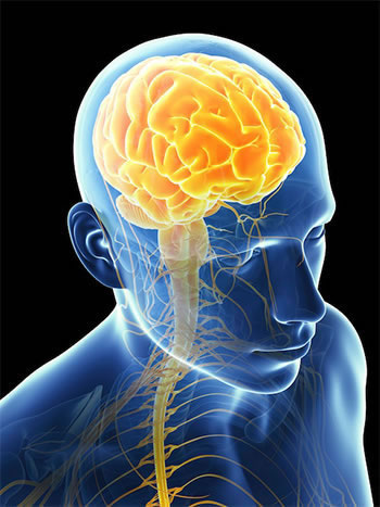 Brain based Chiropractic – where’s the research at? - OptiStart ...